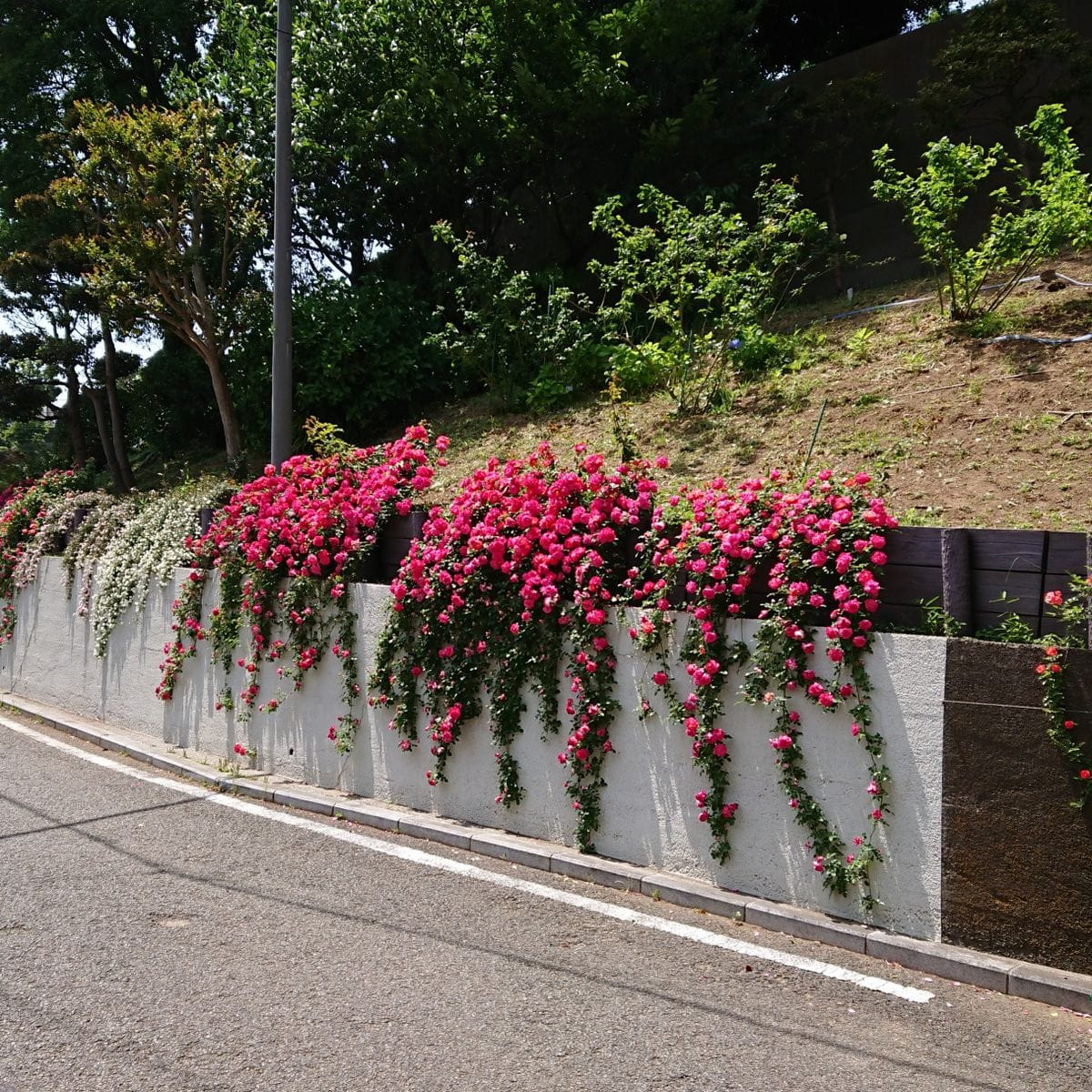 花便り・・・山手イタリア山庭園