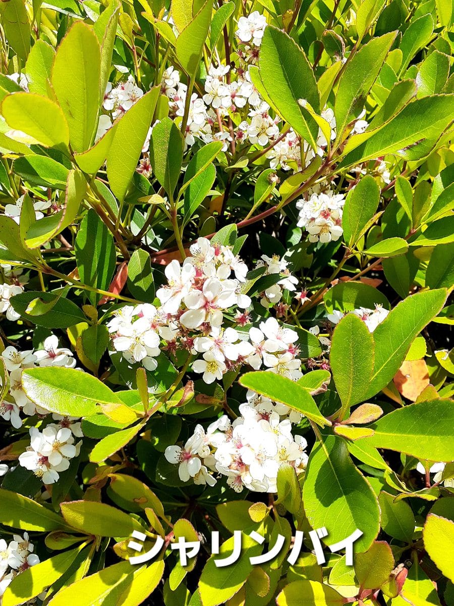 外で見掛けた花達