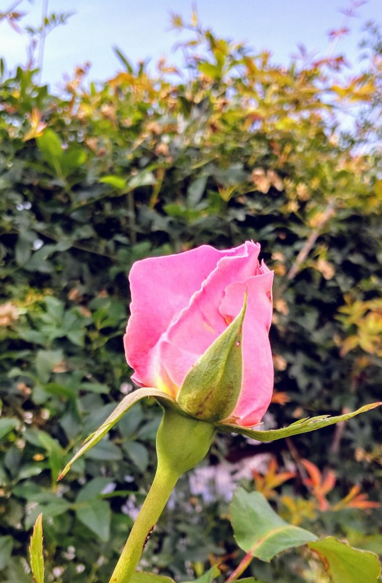 朝の薔薇🌹