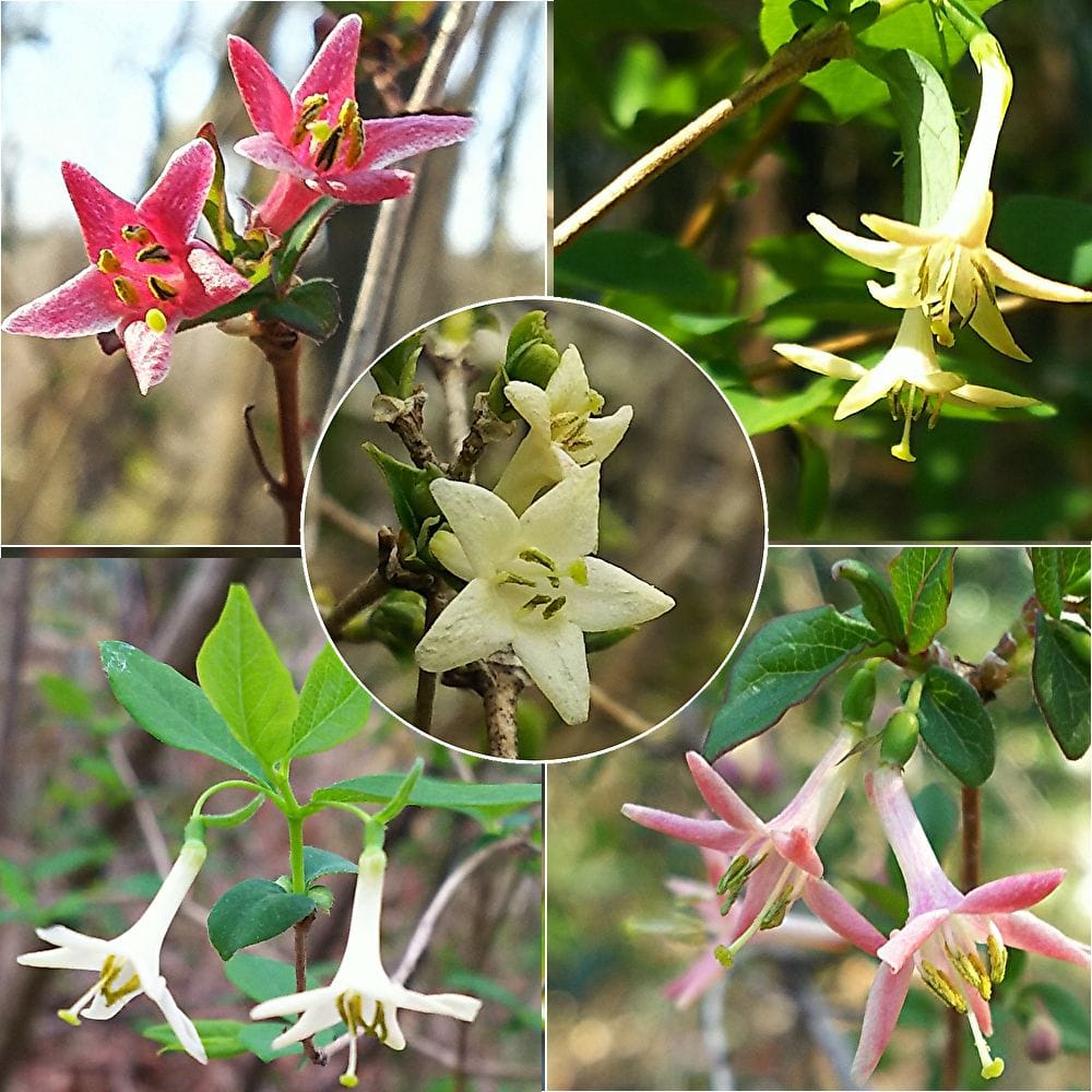 ウグイスカグラの花色と実色