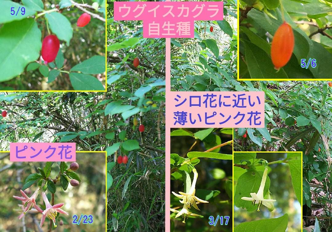 ウグイスカグラの花色と実色