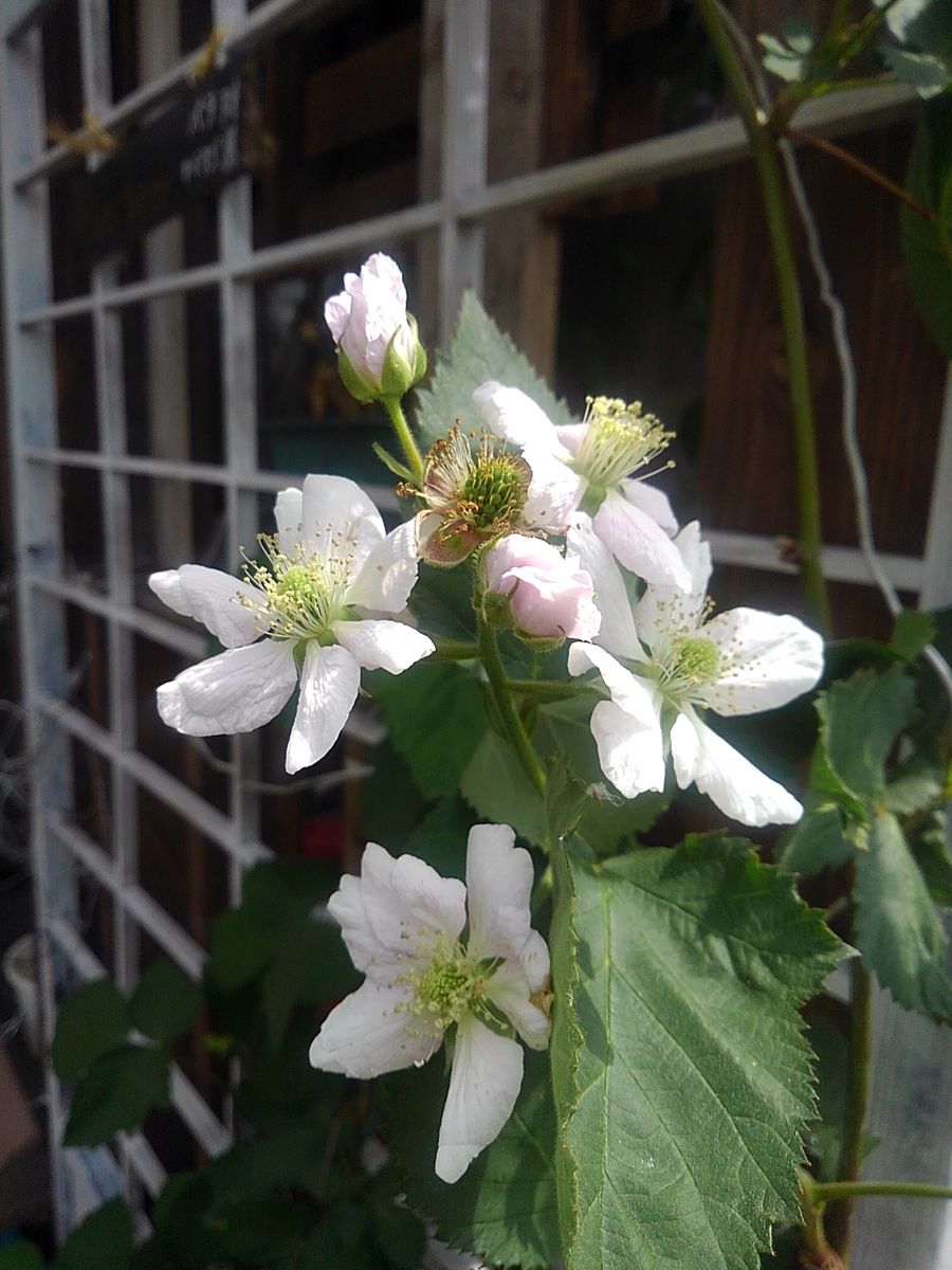 ブラックベリーの花