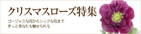 【お知らせ】みんなの趣味の園芸ショップが再オープンしました！