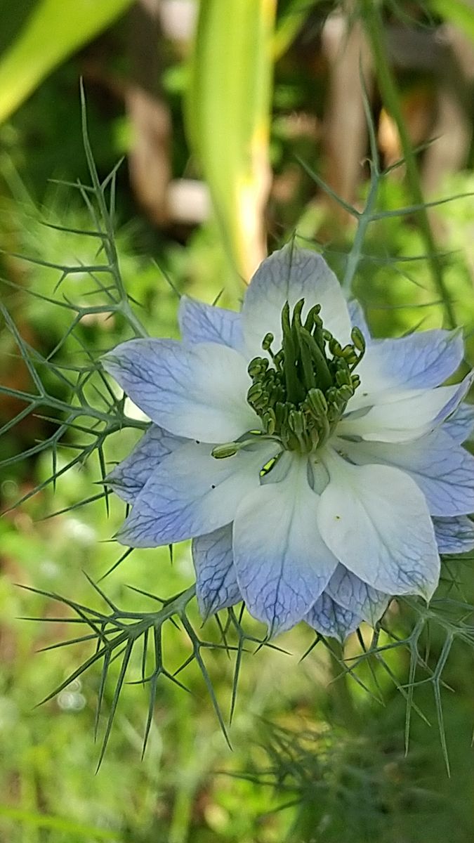 ニゲラ開花❗️