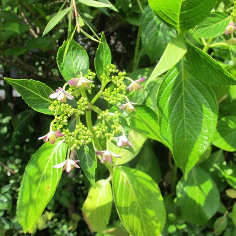 アジサイが茹だってます