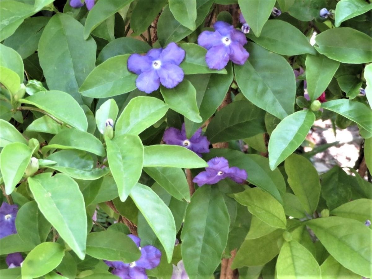 ニオイバンマツリの花