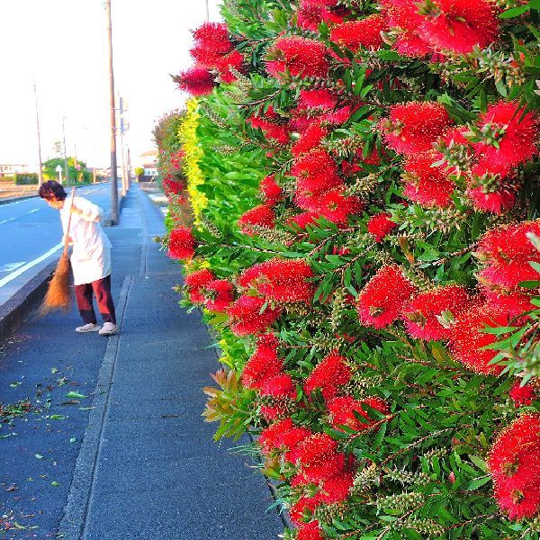 散歩道の花～金宝樹