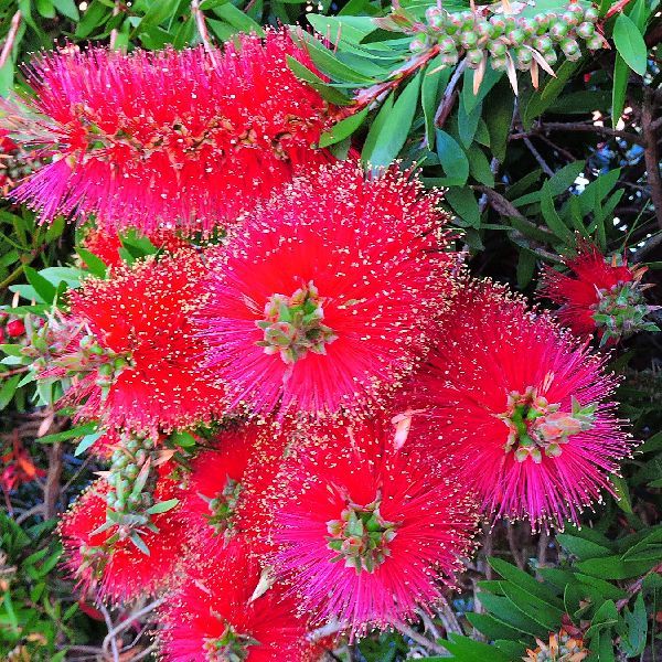 散歩道の花～金宝樹