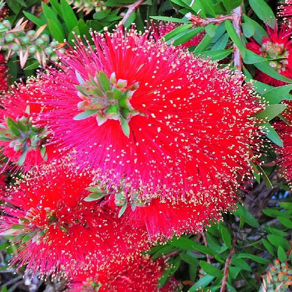 散歩道の花～金宝樹