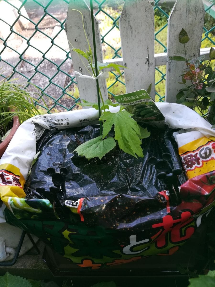 野菜を植えてみる😬