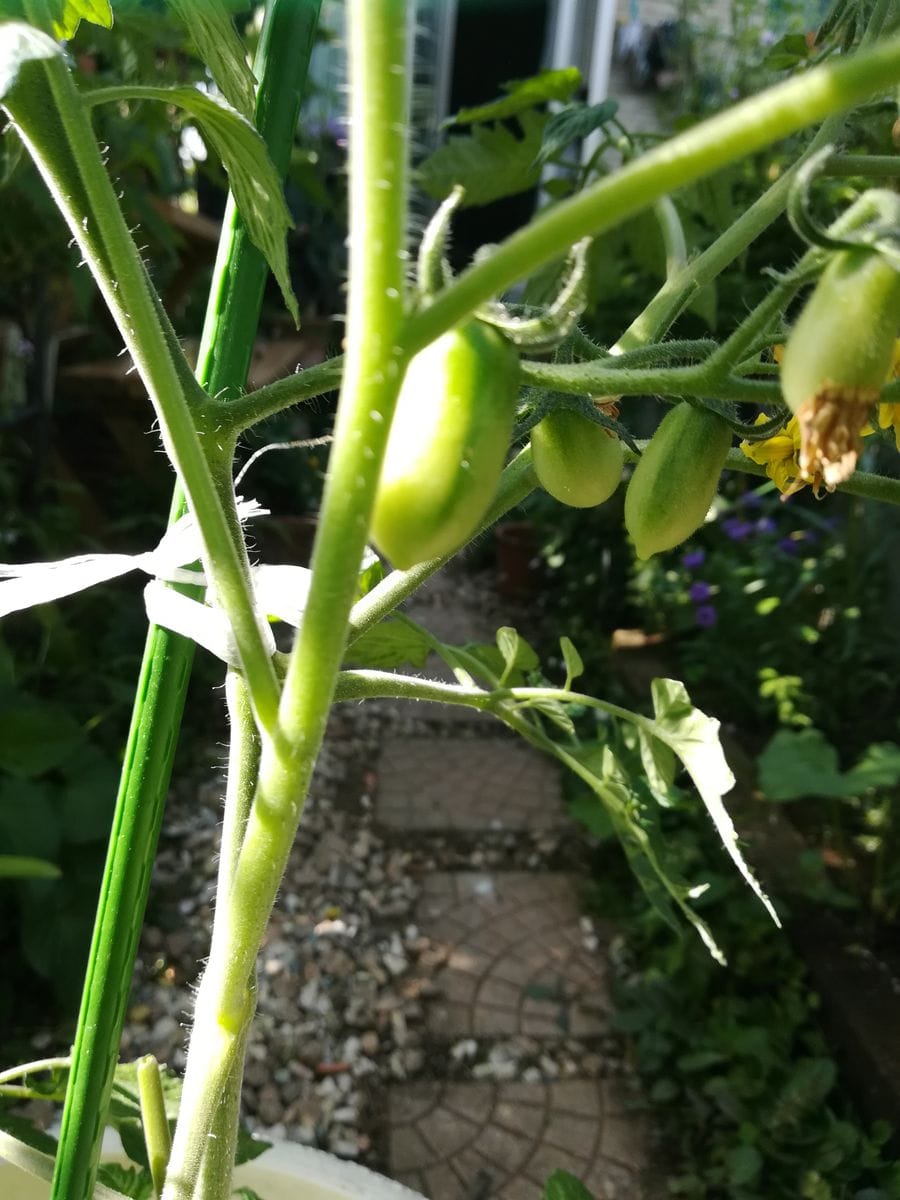 野菜を植えてみる😬