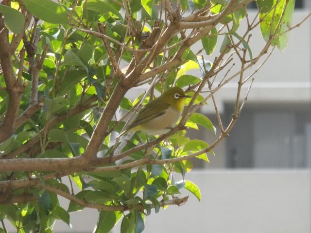 やっと撮れた。