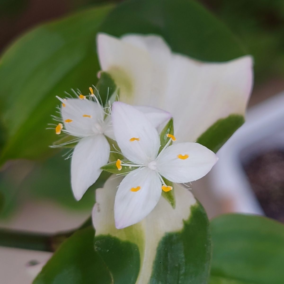 可愛いお花💖