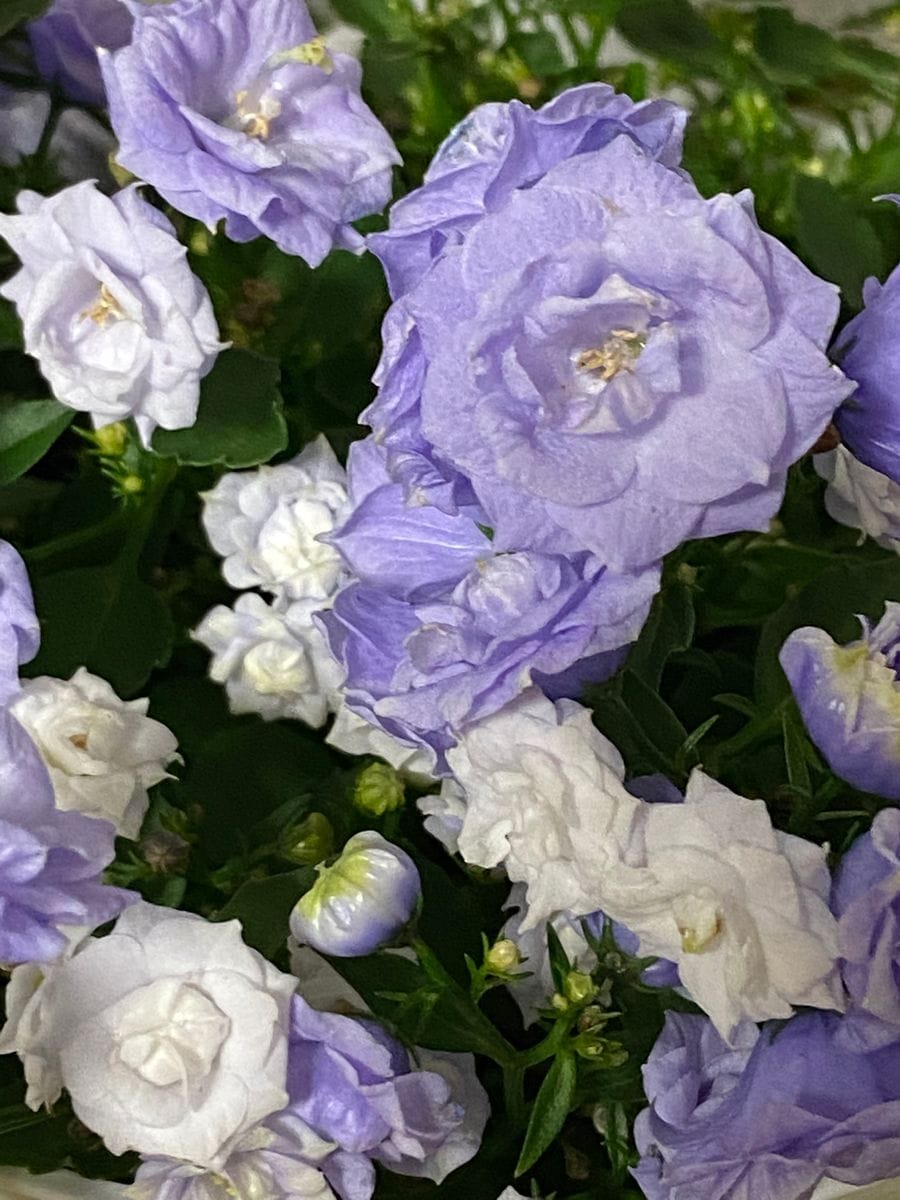 カンパヌラ 園芸日記byハナハナハッピー みんなの趣味の園芸