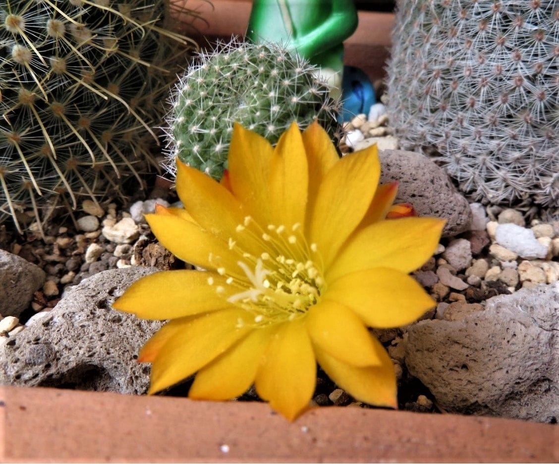 🌵サボテンの花🌵その5