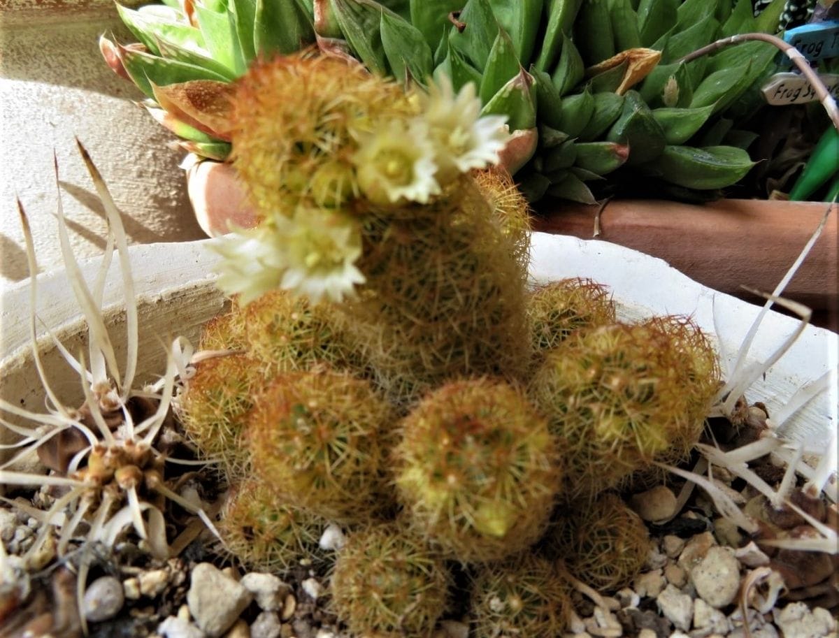 🌵サボテンの花🌵その5