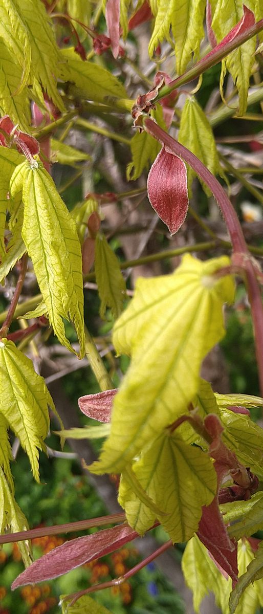 鴫立沢楓とノムラモミジの花