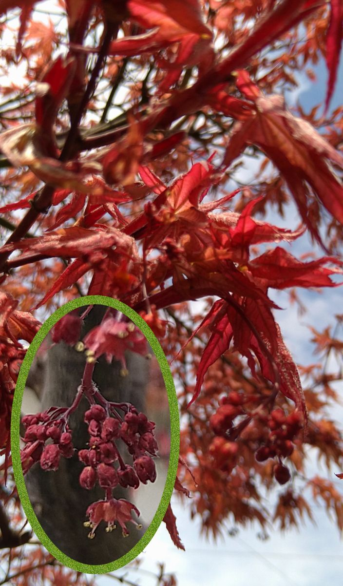 鴫立沢楓とノムラモミジの花