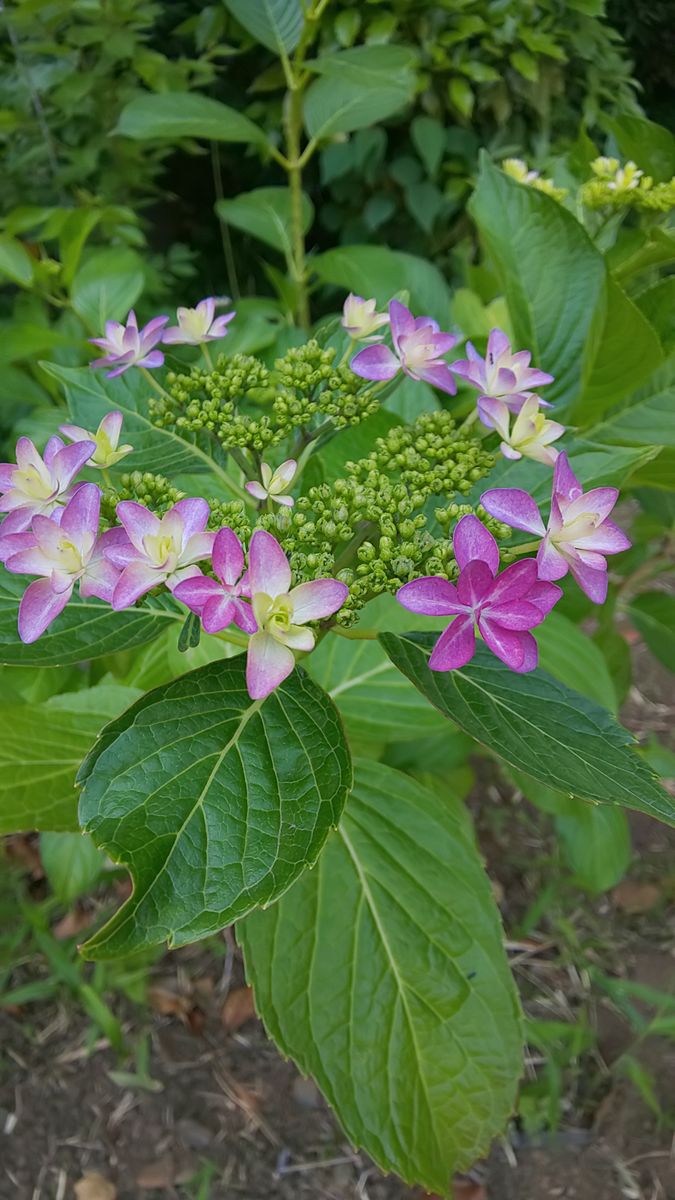 そろそろアジサイの季節に～💜