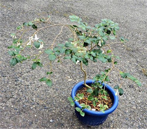 アリドオシの花