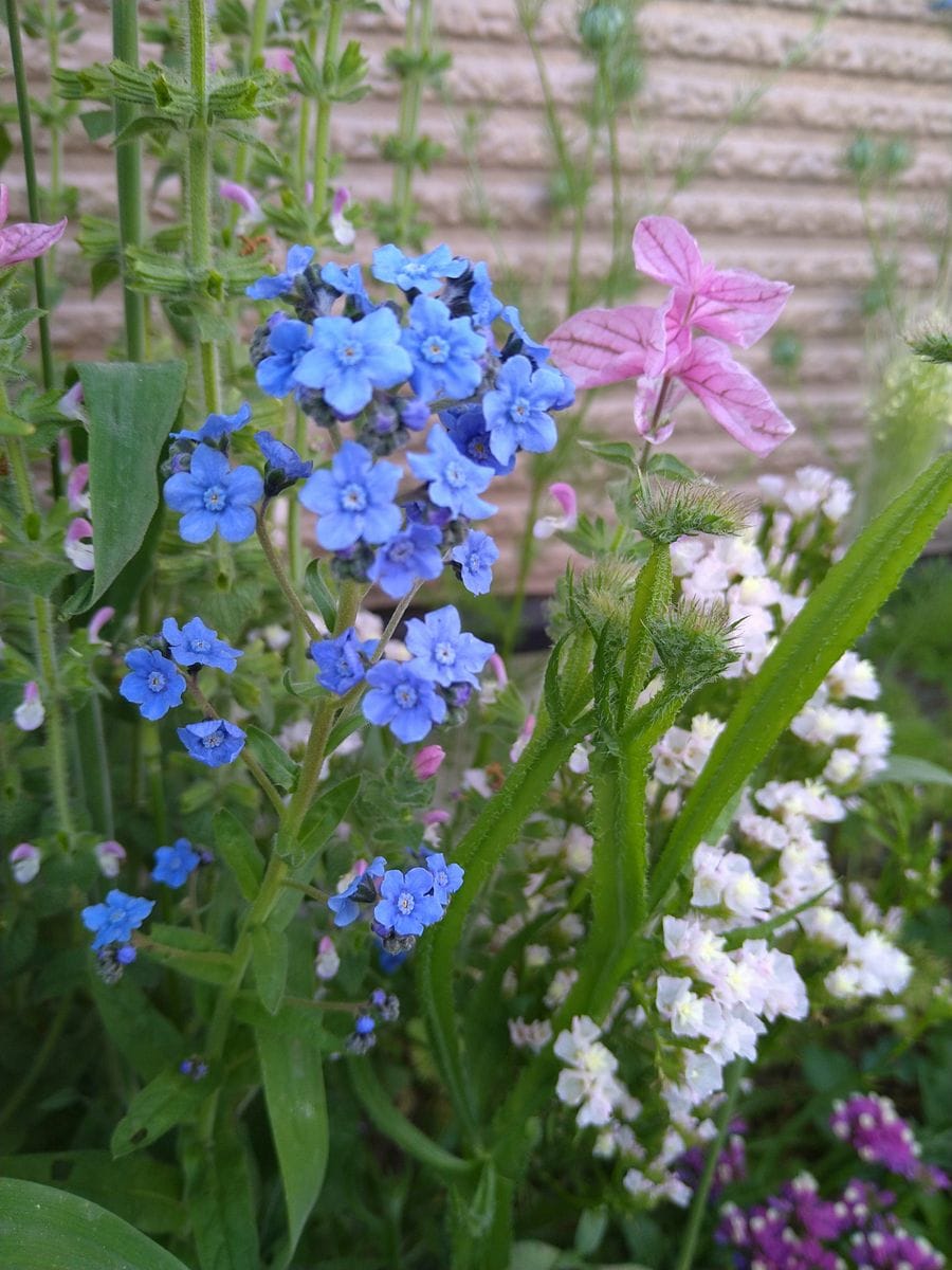 花殻取りと水やり🌱