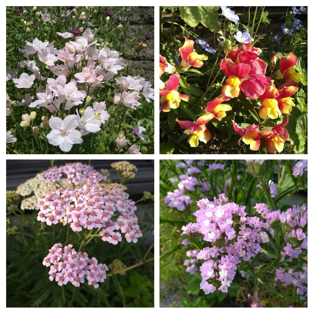 花殻取りと水やり🌱