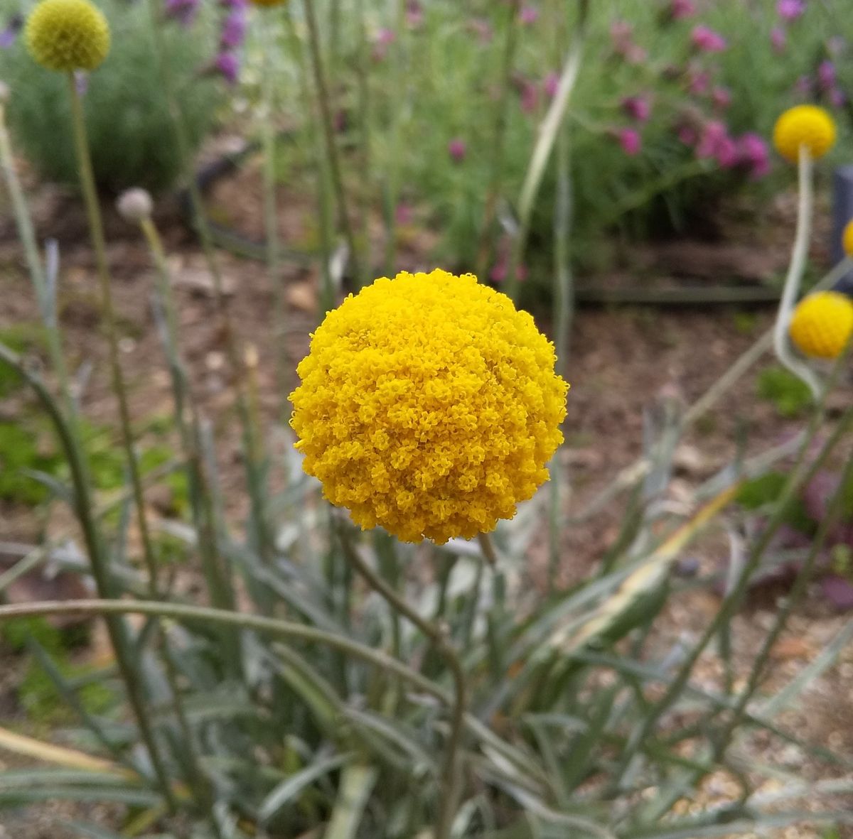 デカイ花粉のような花