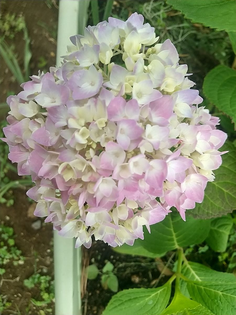 霧島の恵 ５月１１日