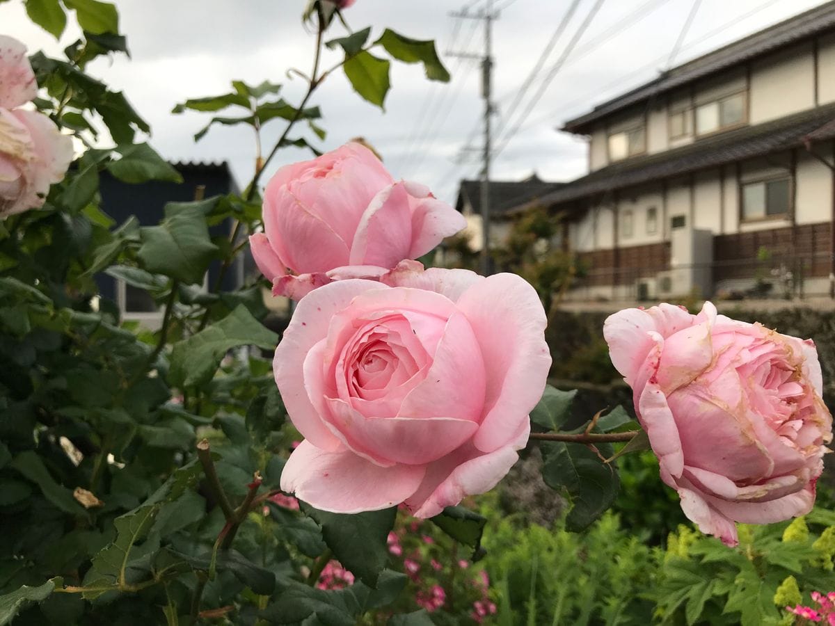 バラ一番花終了し雨の季節に向けて‼️