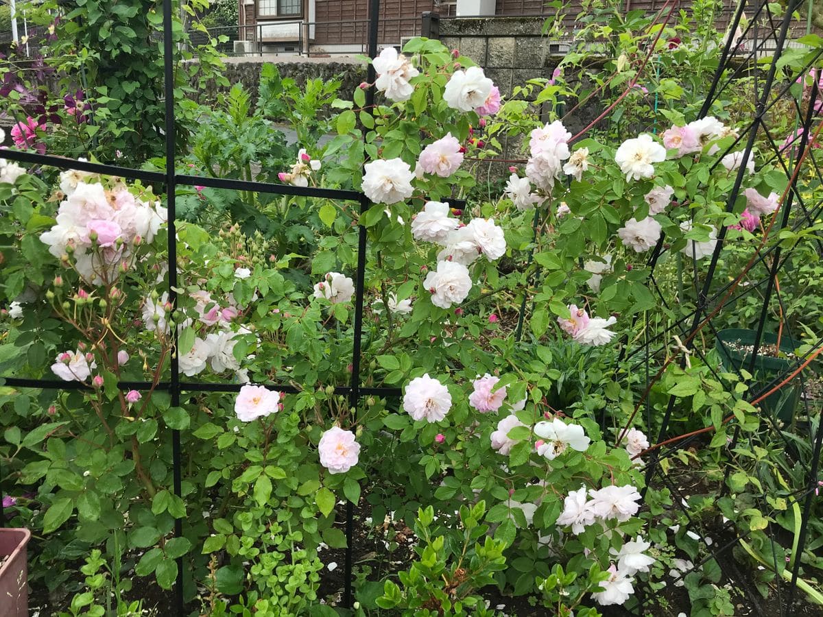 バラ一番花終了し雨の季節に向けて‼️