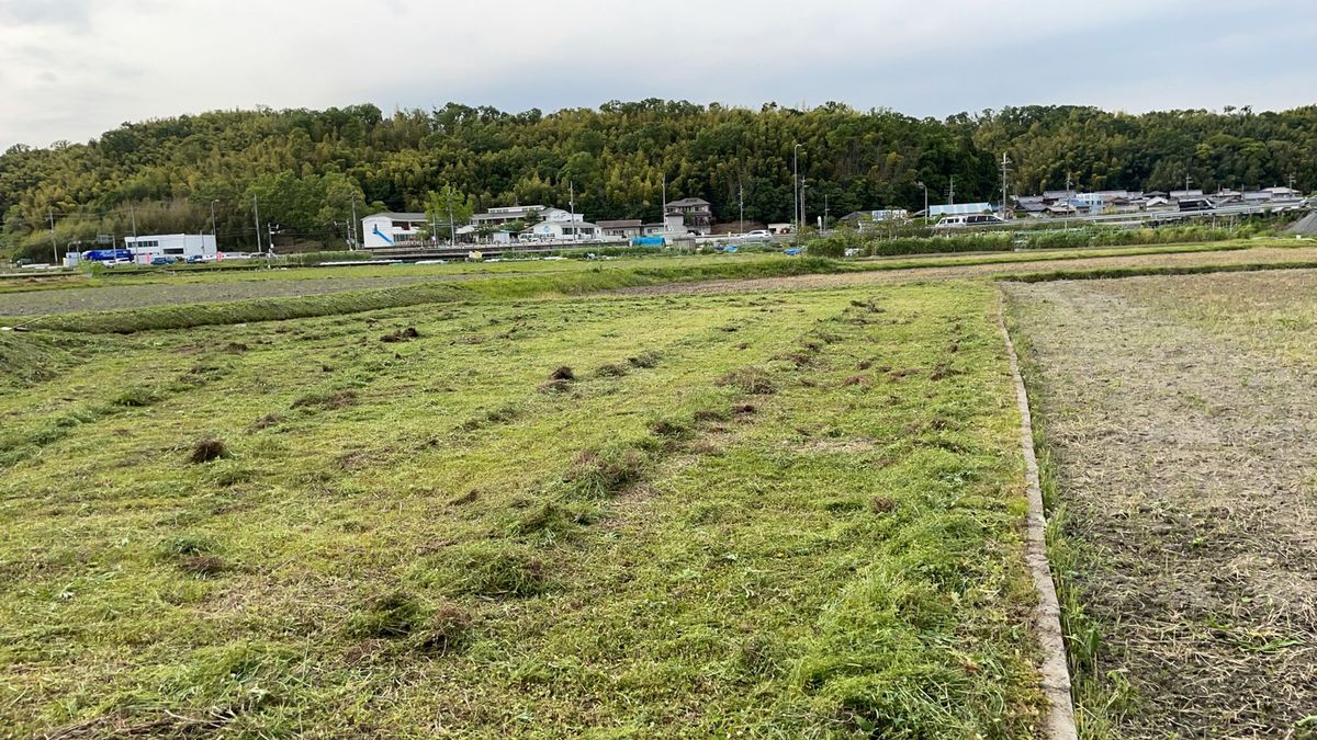 田んぼの草刈り