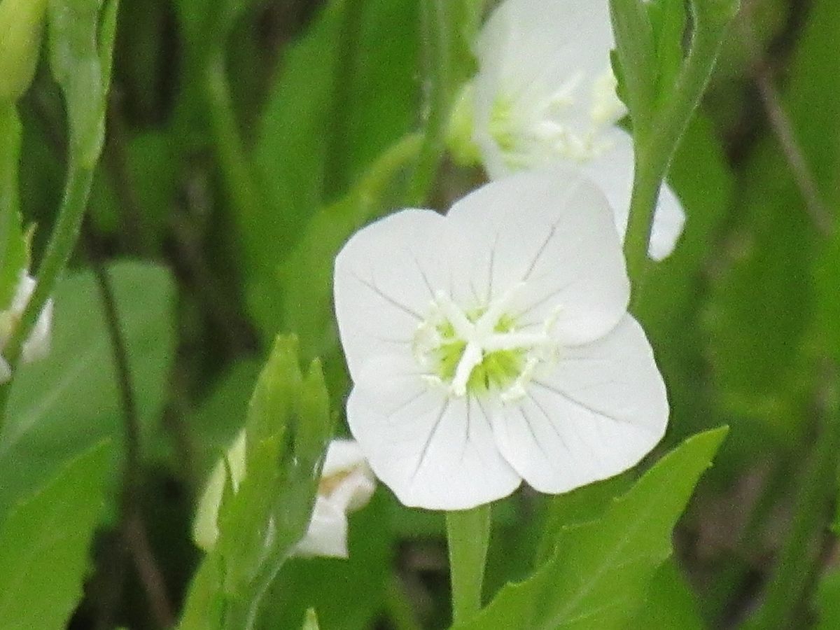 由愛(ゆめ)の花日記♪