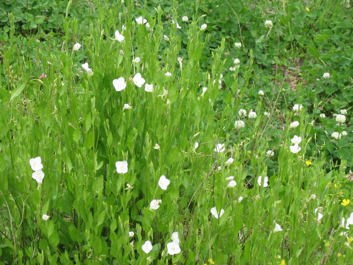 由愛(ゆめ)の花日記♪