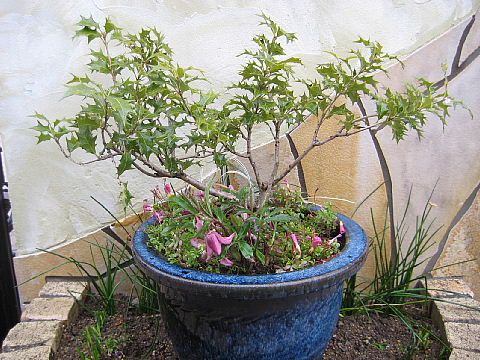 ２月の寄せ植え