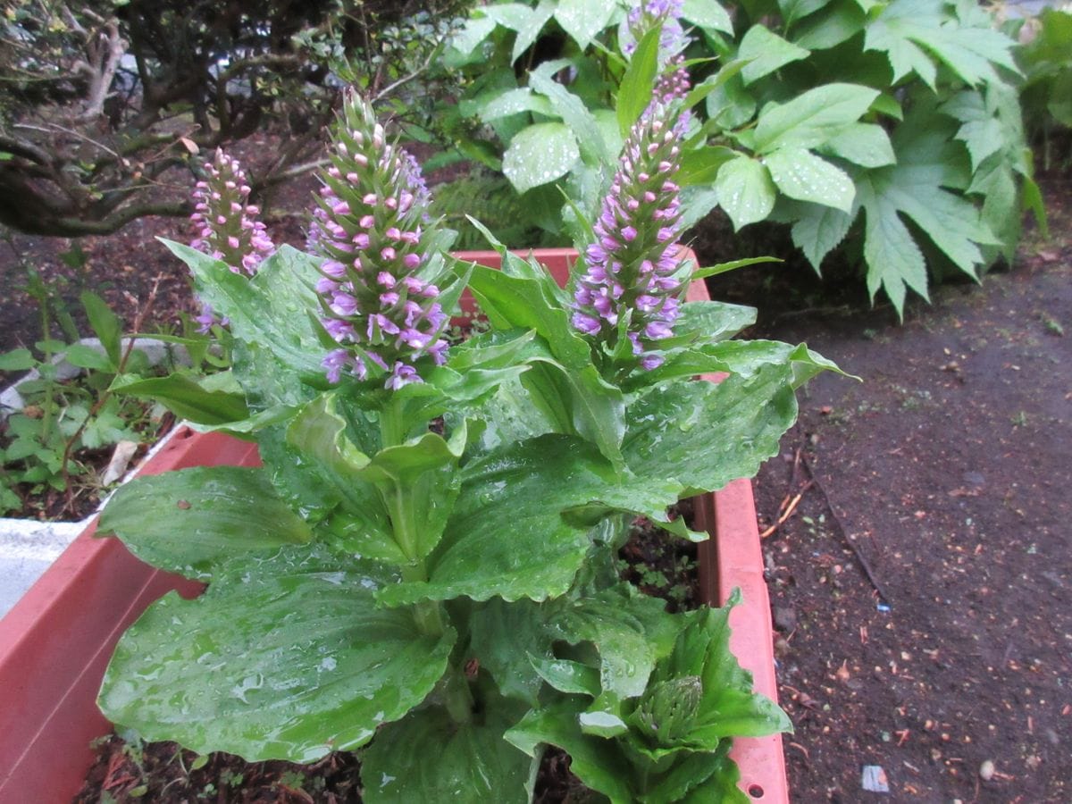 ノビネチドリ（山野草）の5月12日の朝の様子です