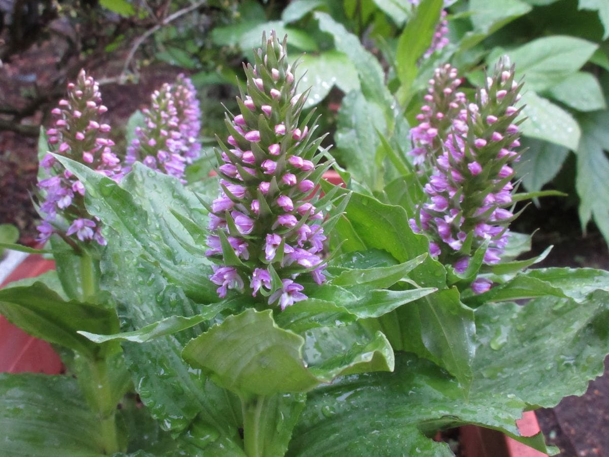 ノビネチドリ（山野草）の5月12日の朝の様子です