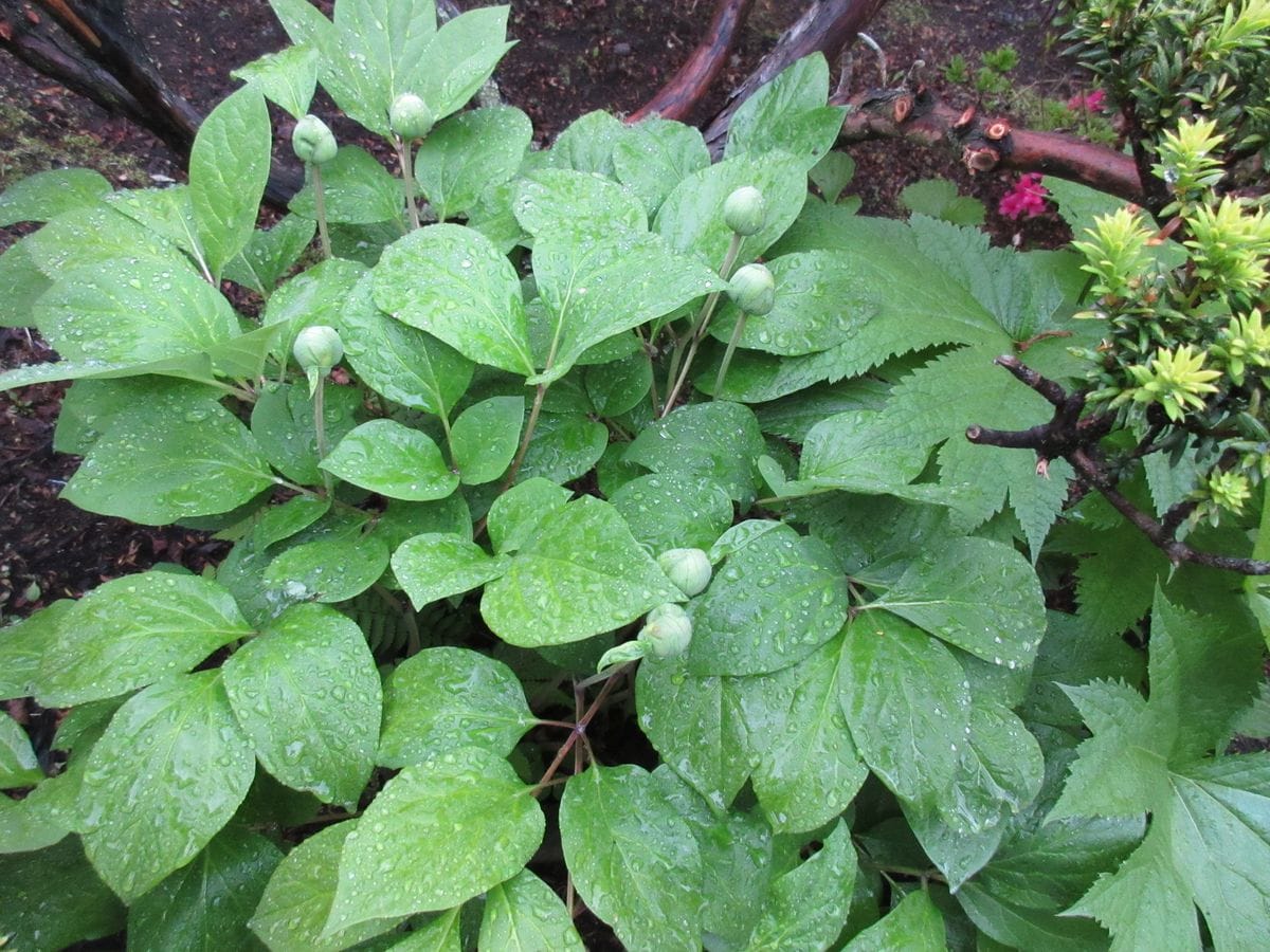 5月12日（水）白花山シャクヤクが蕾んでいました。