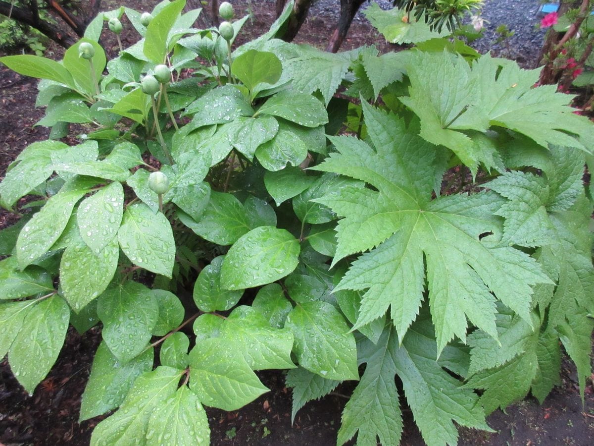 5月12日（水）白花山シャクヤクが蕾んでいました。