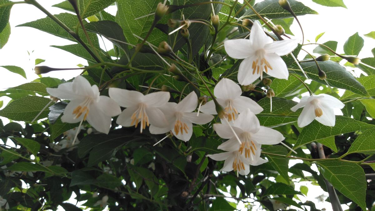 花木の様子