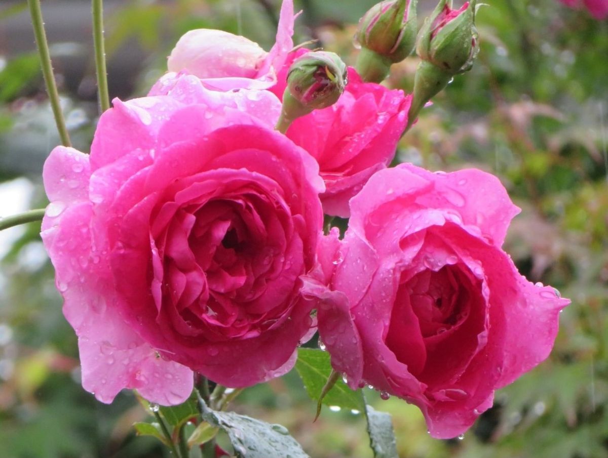 ☔雨の日の🌹ツルバラたち