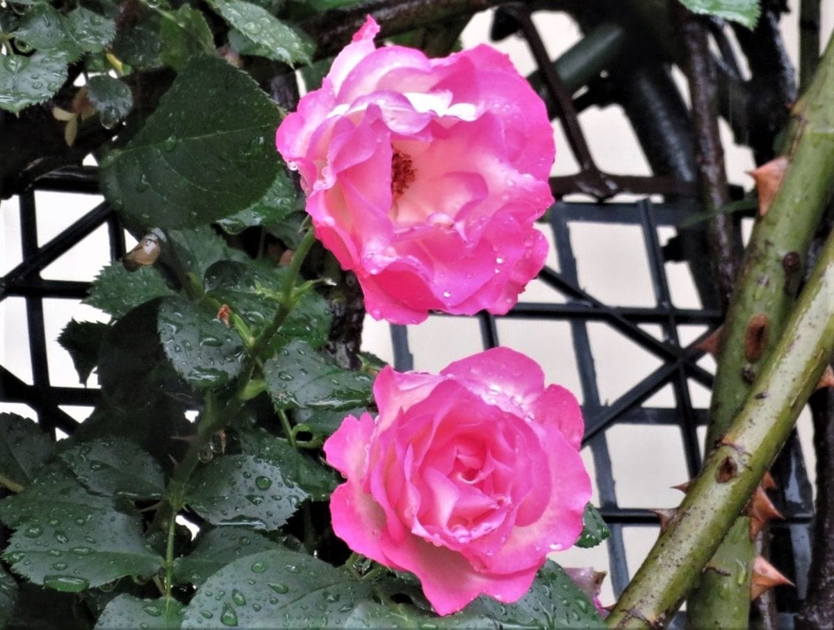 ☔雨の日の🌹ツルバラたち