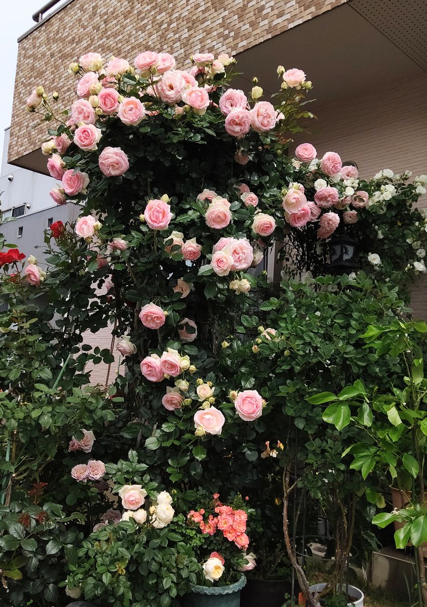 今朝の薔薇🌹ピエール、全景