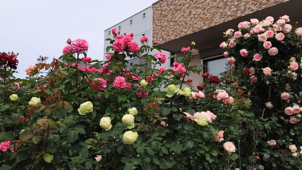 今朝の薔薇🌹ピエール、全景