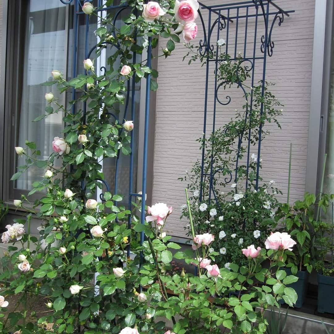 今朝の薔薇🌹ピエール、全景