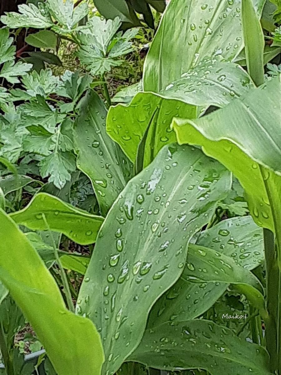 水やり、したんだけどな。