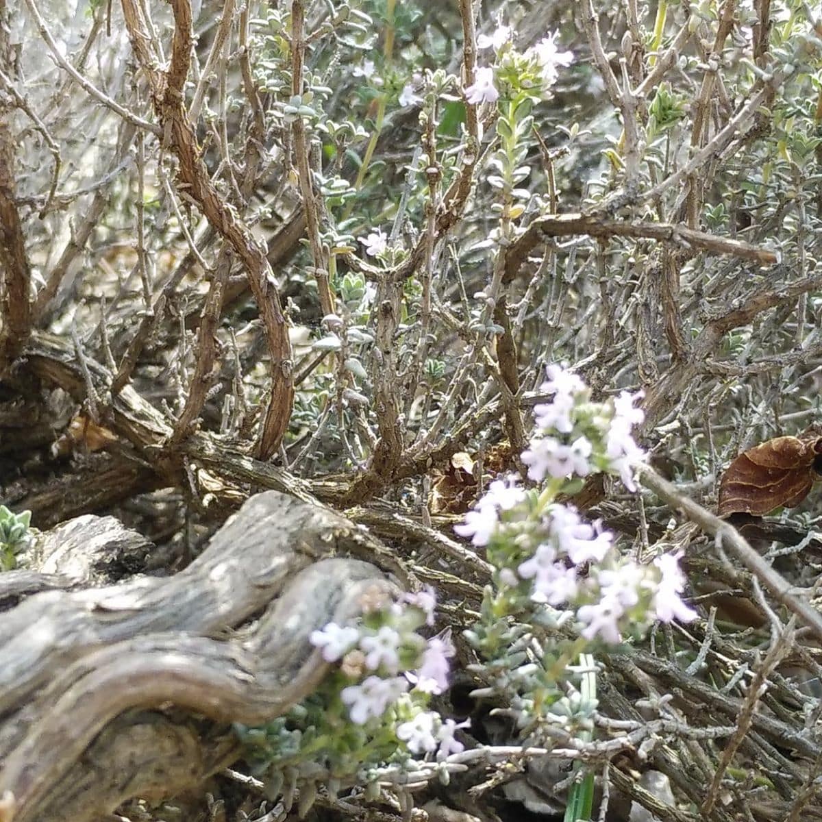 パセリ、セージ、ローズマリー、タイム🌿