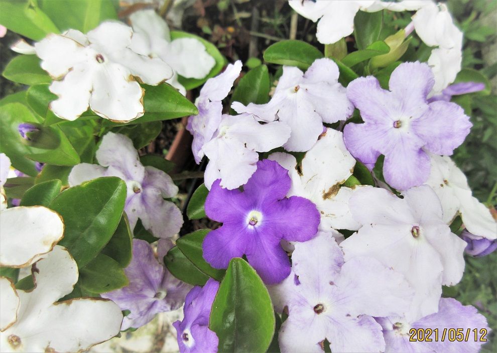 観察日記『ニオイバンマツリ』の花分解