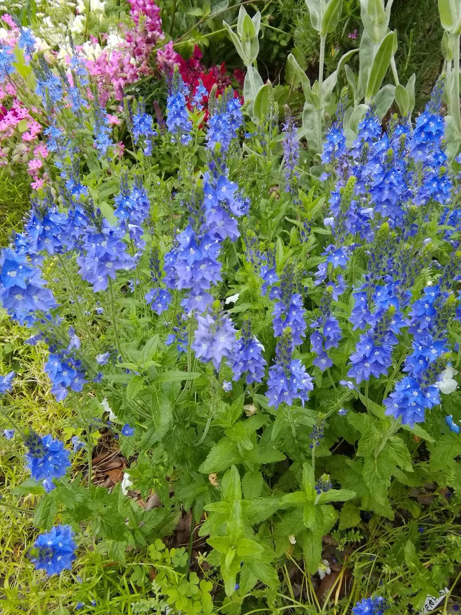 花壇の花　真っ盛り