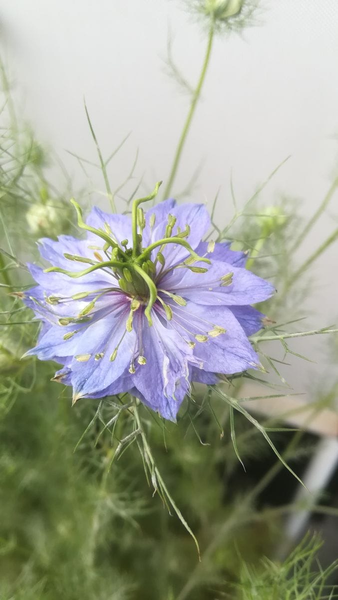 ニゲラ💜開花