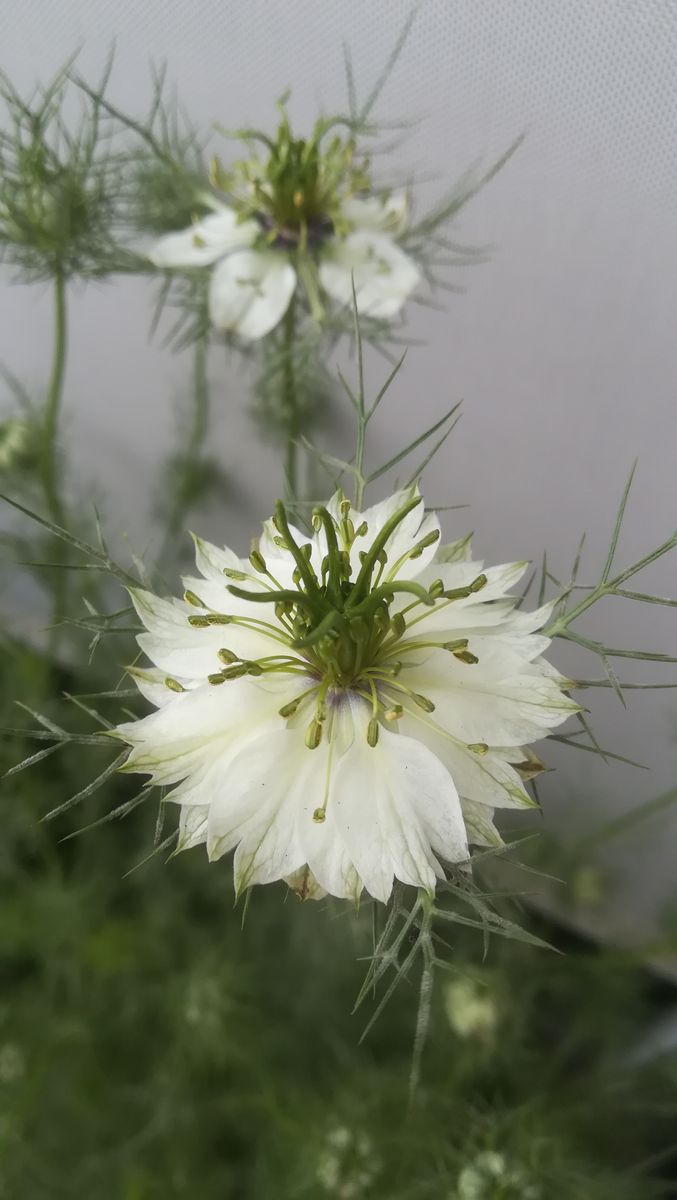 ニゲラ💜開花